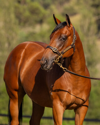 Lot 471: Wild Ruler / Sublime