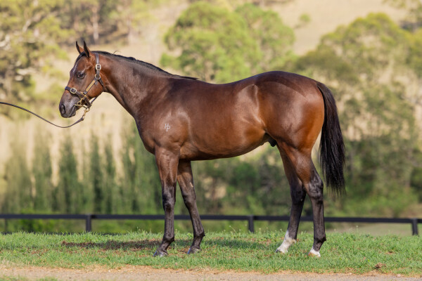 Lot 490: Too Darn Hot (GB) / Sworn Evidence