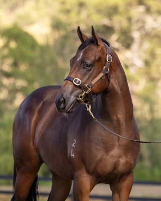 Lot 490: Too Darn Hot (GB) / Sworn Evidence