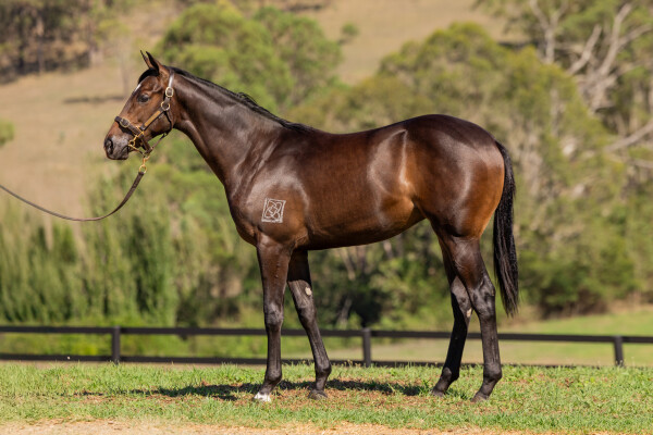 Lot 502: Hellbent / Tender Mercies