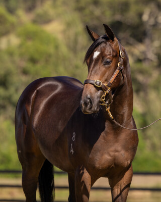 Lot 502: Hellbent / Tender Mercies