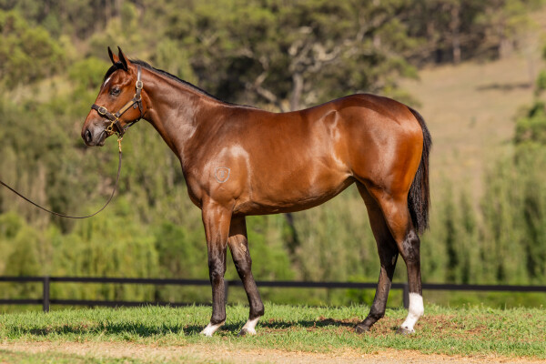 Lot 559: Ghaiyyath (IRE) / Victorine