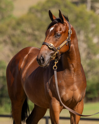 Lot 559: Ghaiyyath (IRE) / Victorine