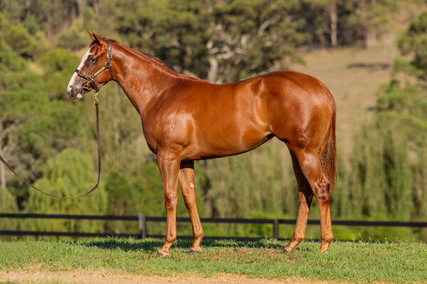 Lot 639: In the Congo / Artic