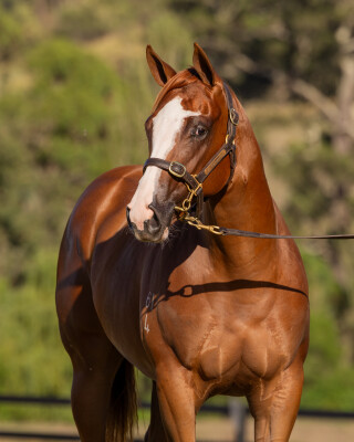 Lot 639: In the Congo / Artic