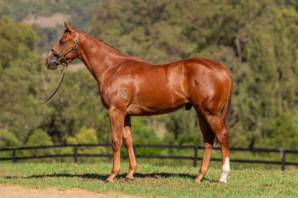 Lot 688: Capitalist / Burning Power