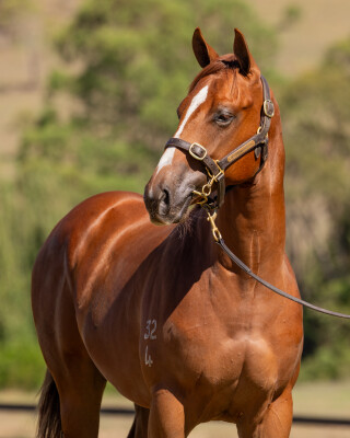 Lot 688: Capitalist / Burning Power