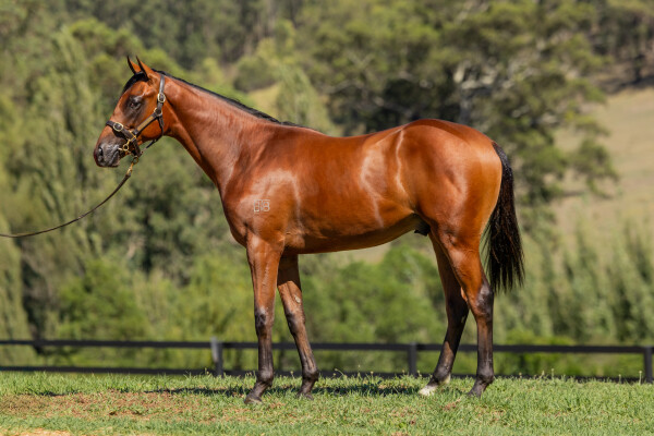 Lot 705: Graff / Celabitofkandi (NZ)