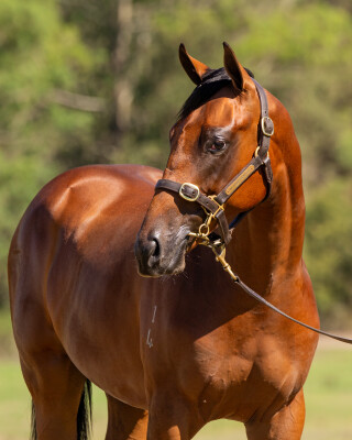 Lot 705: Graff / Celabitofkandi (NZ)