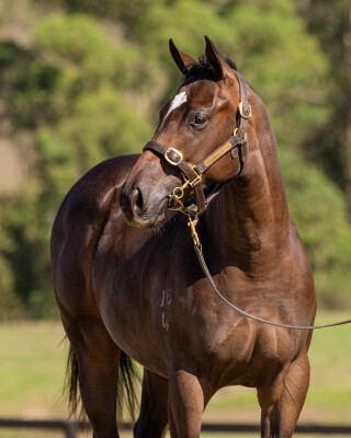 Lot 794: Brave Smash (JPN) / Excelness
