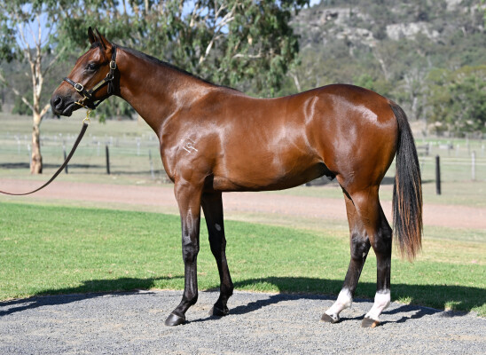 Lot 505: Harry Angel (IRE) / The Iron Maiden