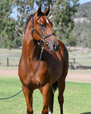 Lot 528: Rubick / Tranquil Victory