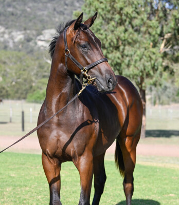 Lot 583: Kermadec (NZ) / With a Bit of Dash