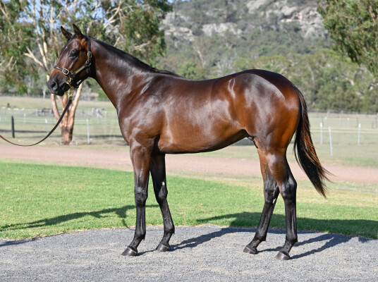 Lot 583: Kermadec (NZ) / With a Bit of Dash
