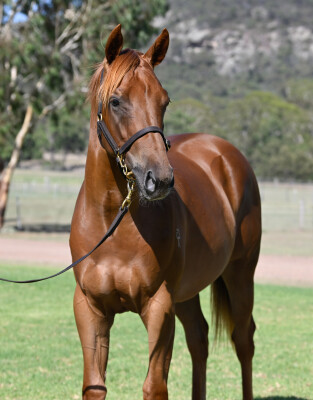 Lot 741: Pinatubo (IRE) / Dance to Dubai