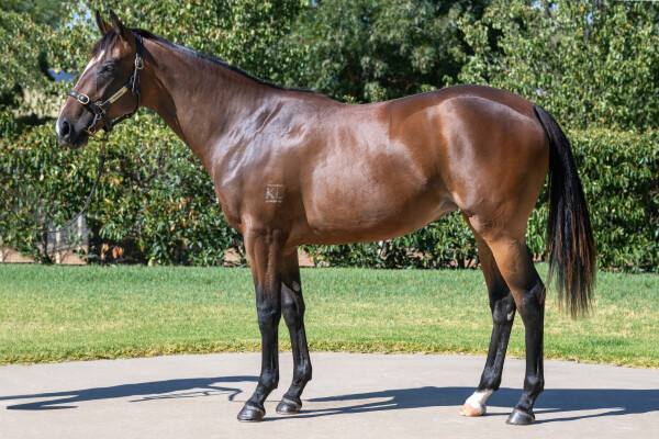 Lot 208: Sandbar / Misty Brook