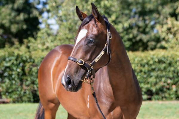 Lot 208: Sandbar / Misty Brook