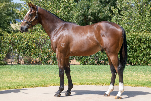 Lot 214: Finance Tycoon / Moonrush