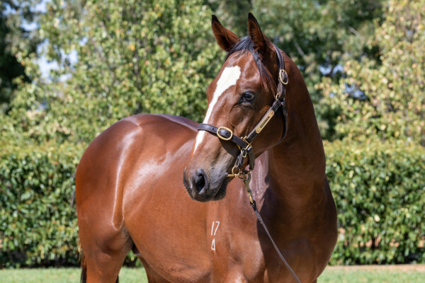 Lot 214: Finance Tycoon / Moonrush