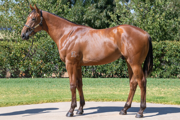 Lot 630: Written By / Any Other Day