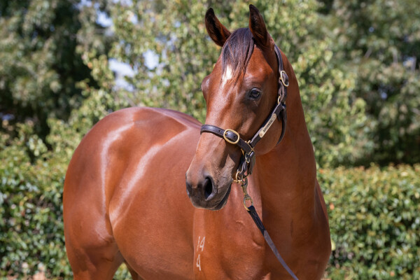 Lot 632: Jacquinot / Aquada