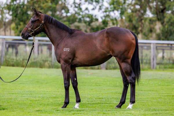 Lot 582: Pinatubo (IRE) / Winter Passage