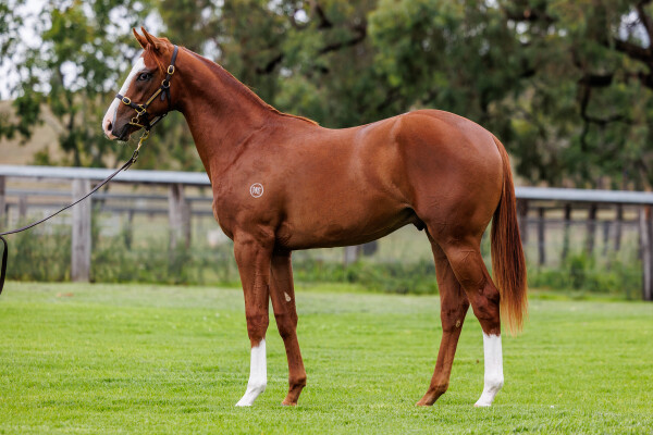Lot 588: Justify (USA) / Wu Darl