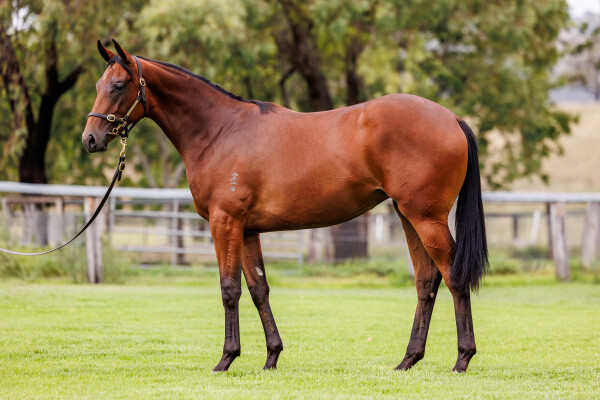 Lot 765: Wild Ruler / Dodging Frypans