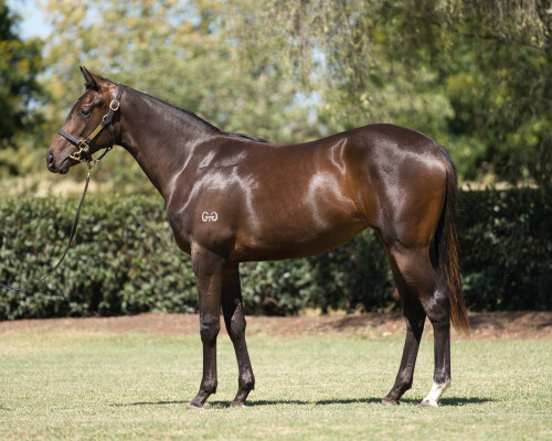 Lot 399: Anamoe / Secretly