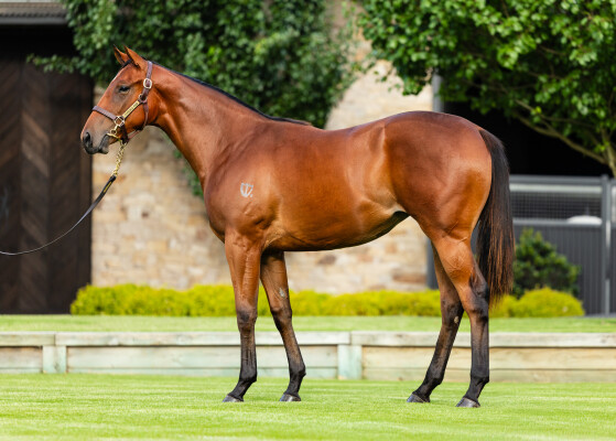 Lot 47: Capitalist / Great Mystery