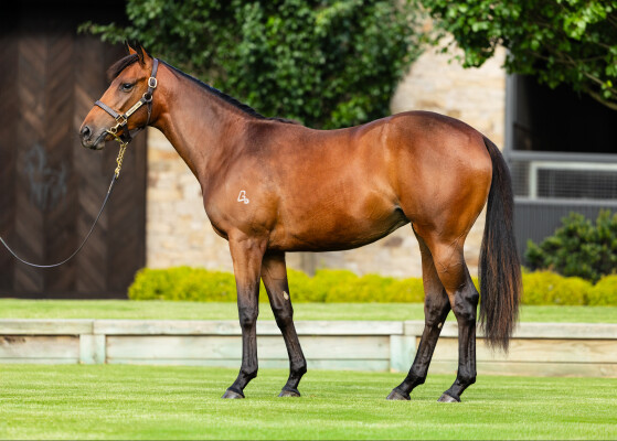 Lot 204: Brave Smash (JPN) / Miss Verbier