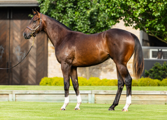 Lot 395: Zoustar / Score