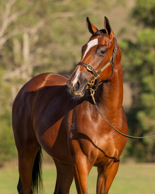 Lot 720: Churchill (IRE) / Classic Gown