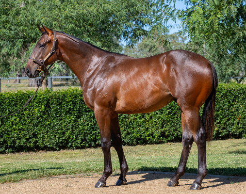 Lot 63: Blue Point (IRE) / Henley Miss