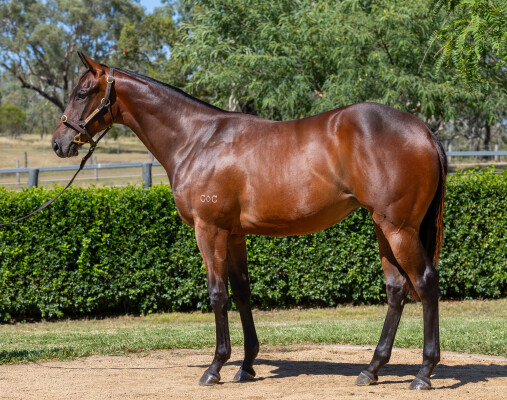 Lot 607: Spirit of Boom / Zoom By