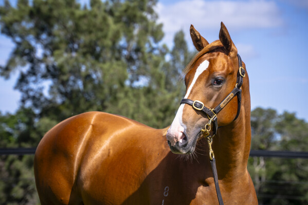 Lot 84: Star Turn / Innocent Party