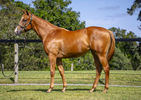 Lot 84: Star Turn / Innocent Party