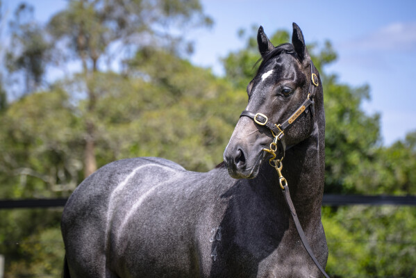 Lot 464: Shamus Award / Starfield Impact