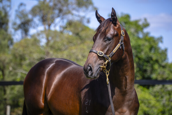 Lot 657: Tassort / Baroness de Ville