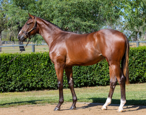 Lot 539: Anamoe / Tycoon Evie