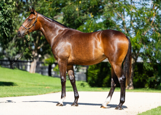 Lot 42: Wootton Bassett (GB) / Golden Hooves (GB)