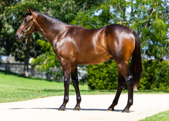 Lot 138: Too Darn Hot (GB) / Light Up the Room