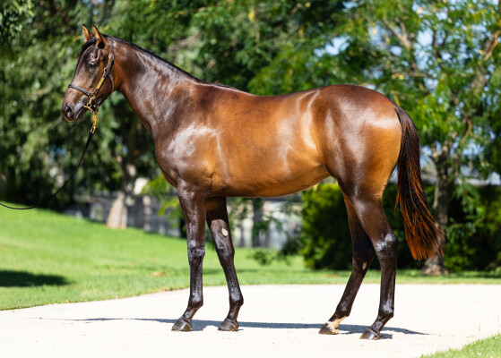 Lot 145: Farnan / Lolanka