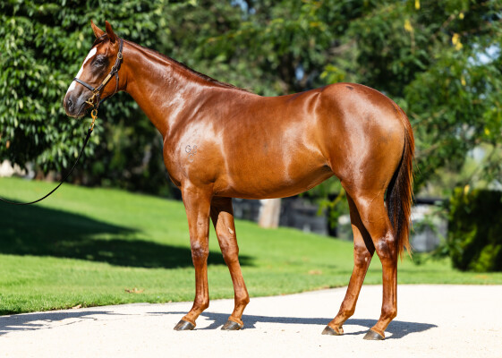 Lot 233: Extreme Choice / Nais Ko