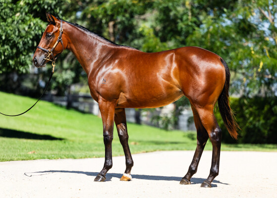 Lot 321: State of Rest (IRE) / Purrfect Deal