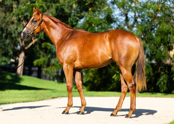 Lot 338: King's Legacy / Real Stolle