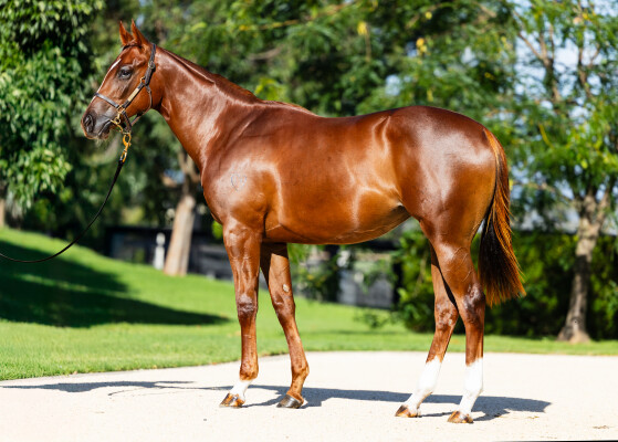 Lot 387: Capitalist / Satin Love