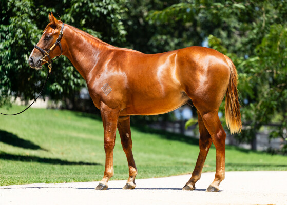 Lot 418: In the Congo / Shihonka