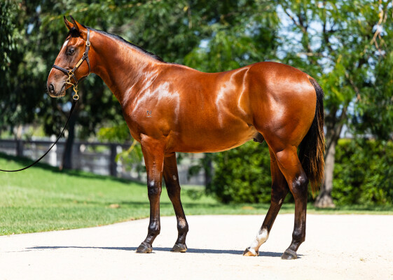 Lot 481: Wild Ruler / Sur la Mer