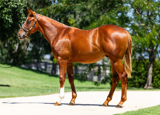 Lot 593: Russian Revolution / Your Life Style